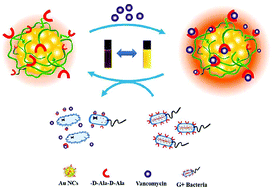 Design and mechanistic study of a novel gold nanocluster-based drug ...