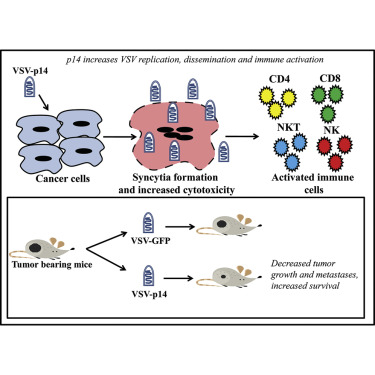 Reovirus Fast Protein Enhances Vesicular Stomatitis Virus Oncolytic Virotherapy In Primary And Metastatic Tumor Models Molecular Therapy Oncolytics X Mol