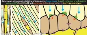 Phloem Transport In Gymnosperms A Question Of Pressure And Resistance Current Opinion In Plant Biology X Mol