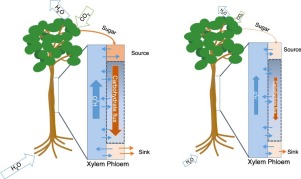 Drought Impacts On Phloem Transport Current Opinion In Plant Biology X Mol