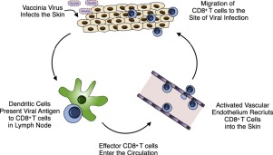 Activation and trafficking of CD8+ T cells during viral skin infection ...