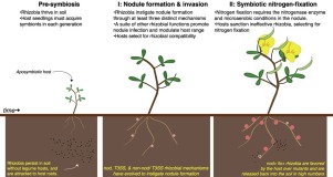 根瘤菌共生固氮-成功故事的根源,Current Opinion in Plant Biology - X-MOL