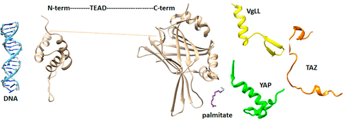 Targeting Transcriptional Enhanced Associate Domains (TEADs),Journal of ...