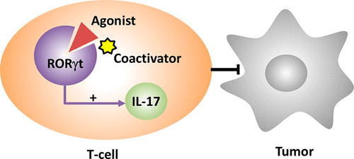 Retinoic Acid Receptor-Related Orphan Receptor γt (RORγt) Agonists as ...