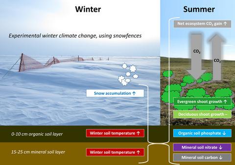 Long‐term deepened snow promotes tundra evergreen shrub growth and ...