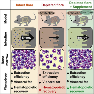 Nutritional Support From The Intestinal Microbiota Improves Hematopoietic Reconstitution After Bone Marrow Transplantation In Mice Cell Host Microbe X Mol