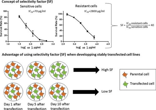 Determination Of The Selection Capacity Of Antibiotics For Gene ...