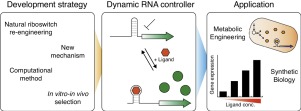 RNA-based dynamic genetic controllers: development strategies and ...