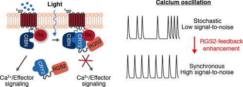 Optogenetic Inhibition of Gαq Protein Signaling Reduces Calcium ...