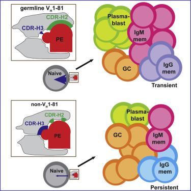 Naive B Cells With High-Avidity Germline-Encoded Antigen Receptors ...