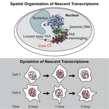 Dynamics and Spatial Genomics of the Nascent Transcriptome by Intron ...