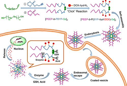 Dual-Responsive Polyphosphoester-Doxorubicin Prodrug Containing A ...