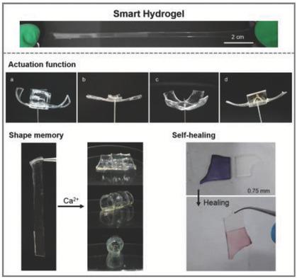 Stretchable Multiresponsive Hydrogel with Actuatable, Shape Memory, and ...