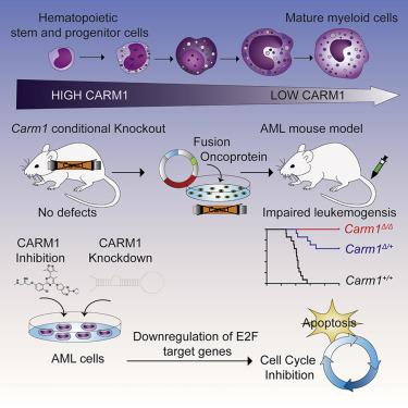 CARM1 Is Essential for Myeloid Leukemogenesis but Dispensable for