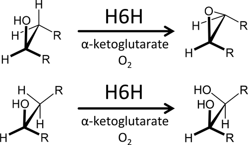 Substrate Conformation Correlates With The Outcome Of Hyoscyamine 6β ...