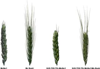 两种小麦-大麦易位系的分子细胞遗传学和形态学表征,PLOS ONE - X-MOL