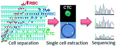 Isolation and genome sequencing of individual circulating tumor cells ...