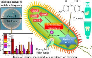 Non-antibiotic Antimicrobial Triclosan Induces Multiple Antibiotic ...