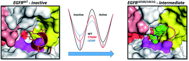 Conformational landscape of the epidermal growth factor receptor kinase ...