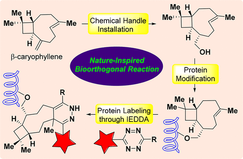 Nature-Inspired Bioorthogonal Reaction: Development Of β-Caryophyllene ...