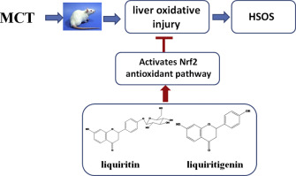 Liquiritigenin And Liquiritin Alleviated MCT-induced HSOS By Activating ...