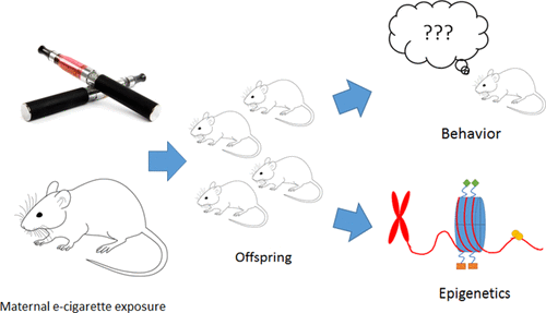 Maternal E Cigarette Exposure Results in Cognitive and Epigenetic