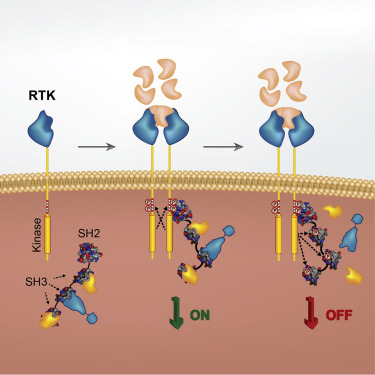 Direct Phosphorylation of SRC Homology 3 Domains by Tyrosine Kinase ...