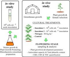 大麻 'Finola'栽培中的植物促根瘤菌(PGPR):提高植物生长和品质特性的另一种施肥策略,Industrial Crops and ...
