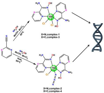 dna binding and nuclease activity