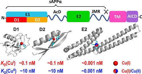 The Human Amyloid Precursor Protein Binds Copper Ions Dominated By A