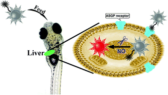 In vivo imaging of hepatocellular nitric oxide using a hepatocyte ...