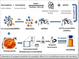 “Synergistic Effect Of Ultrasonication And Co-immobilized Enzymes On ...