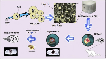 In Vitro And In Vivo Investigation Of Pla Pcl Scaffold Coated With Metformin Loaded Gelatin Nanocarriers In Regeneration Of Critical Sized Bone Defects Nanomedicine Nanotechnology Biology And Medicine X Mol