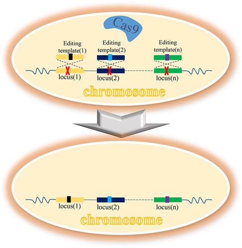 CRISPR/Cas9 Assisted Multiplex Genome Editing Technique in Escherichia ...