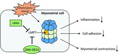 The immunoproteasome inhibitor ONX‐0914 regulates inflammation and ...