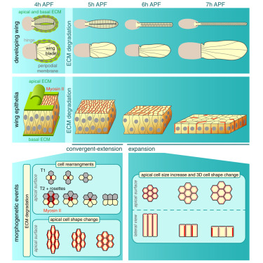 Apical And Basal Matrix Remodeling Control Epithelial Morphogenesis Developmental Cell X Mol