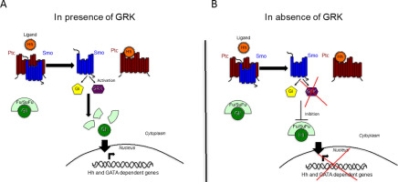 G Protein Receptor Kinases 2 5 And 6 Redundantly Modulate Smoothened Gata Transcriptional Crosstalk In Fetal Mouse Hearts Journal Of Molecular And Cellular Cardiology X Mol