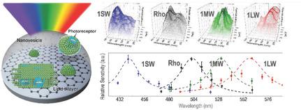 Artificial Rod and Cone Photoreceptors with Human‐Like Spectral ...