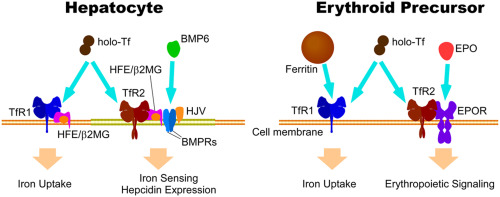 Transferrin R Domain Transferrin and transferrin receptors update.,Free Radical Biology and ...