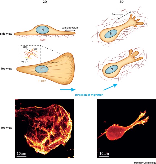 Actin Based Cell Protrusion In A 3d Matrix