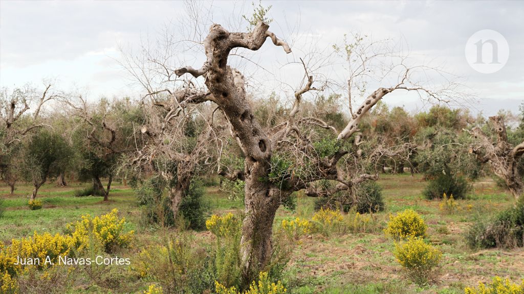 Eyes In The Sky Spot Hidden Threat To Italy S Olive Trees Nature X Mol