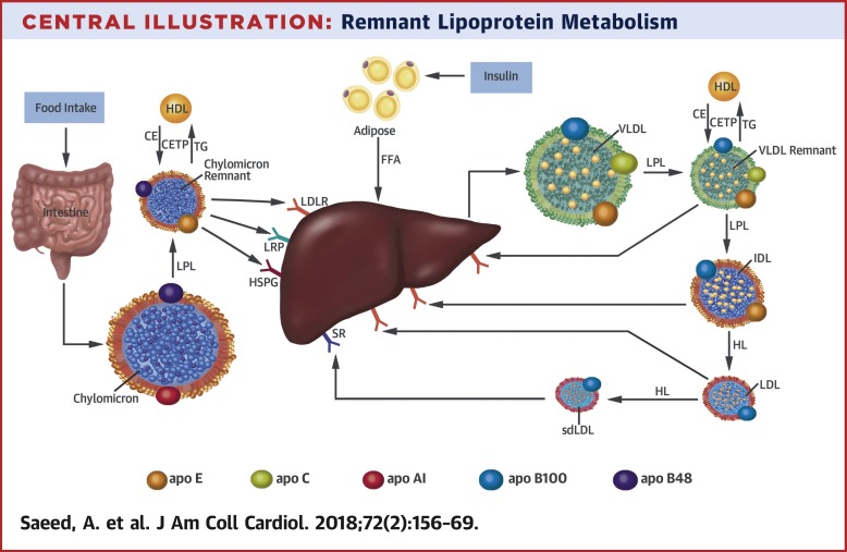 remnant-like-particle-cholesterol-low-density-lipoprotein