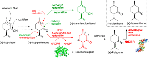 Chemoenzymatic Synthesis Of The Intermediates In The Peppermint Monoterpenoid Biosynthetic Pathway Journal Of Natural Products X Mol