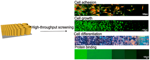 High-Throughput Screening of Rat Mesenchymal Stem Cell Behavior on ...