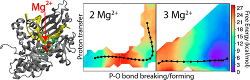Exploring the Role of the Third Active Site Metal Ion in DNA Polymerase ...