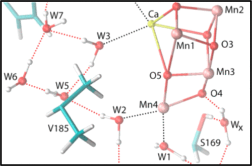 Impact of D1-V185 on the Water Molecules That Facilitate O2 Formation ...
