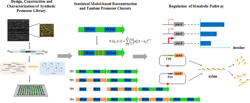 Construction, Model-Based Analysis, And Characterization Of A Promoter ...