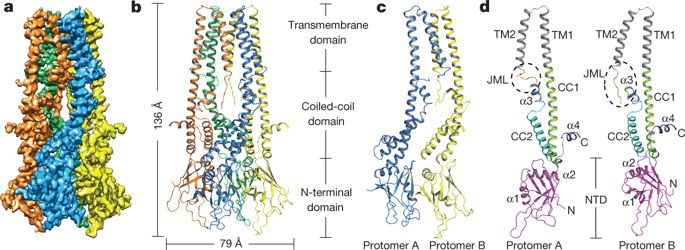 Cryo-EM structure of a fungal mitochondrial calcium uniporter,Nature ...