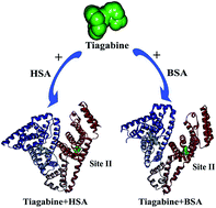 Insights into the interaction mechanism between tiagabine hydrochloride ...