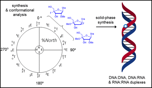 Adjusting The Structure Of 2′-Modified Nucleosides And Oligonucleotides ...